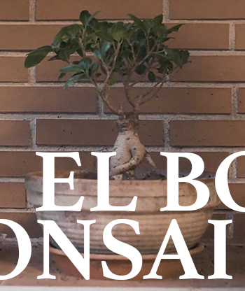 Póster del corto El bonsai