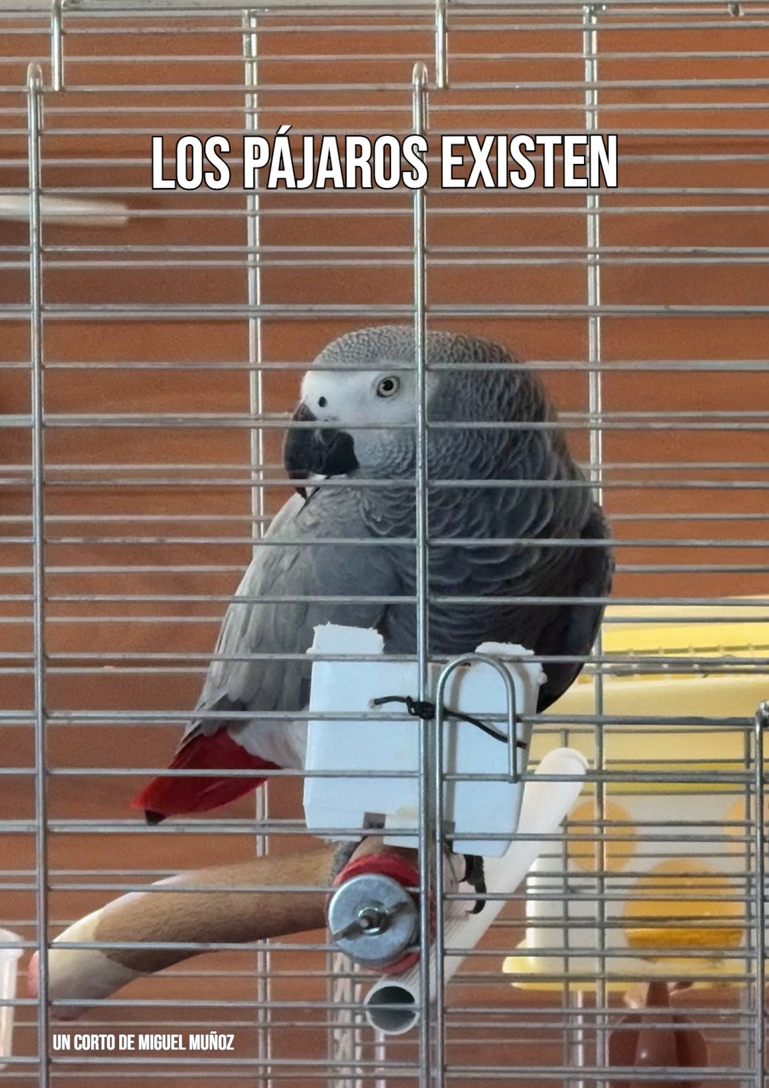 Póster del corto Los pájaros existen